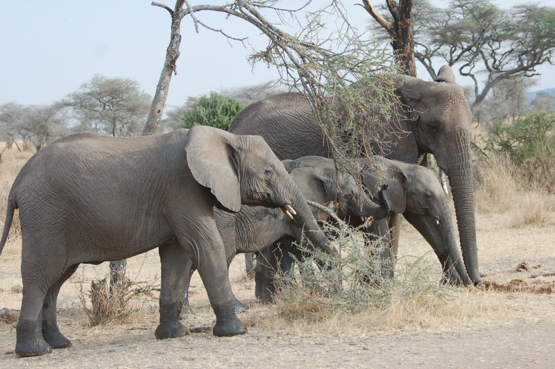 Illustration for article titled Out of Africa. Elephants